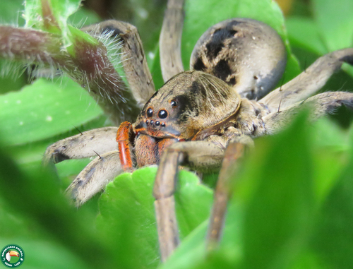 Lycosa erythrognatha photo 3