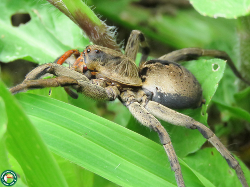 Lycosa erythrognatha photo 4