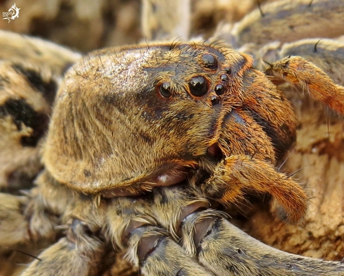 Lycosa erythrognatha photo 5
