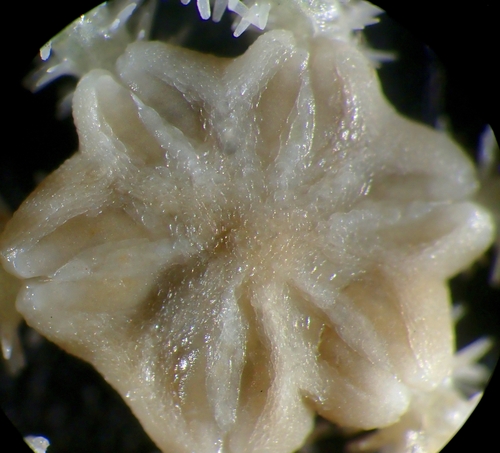 Amphiura velox observed 2025-05-15