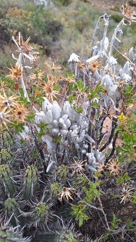woolly senecio (Caputia tomentosa)