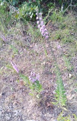 Liatris squarrulosa