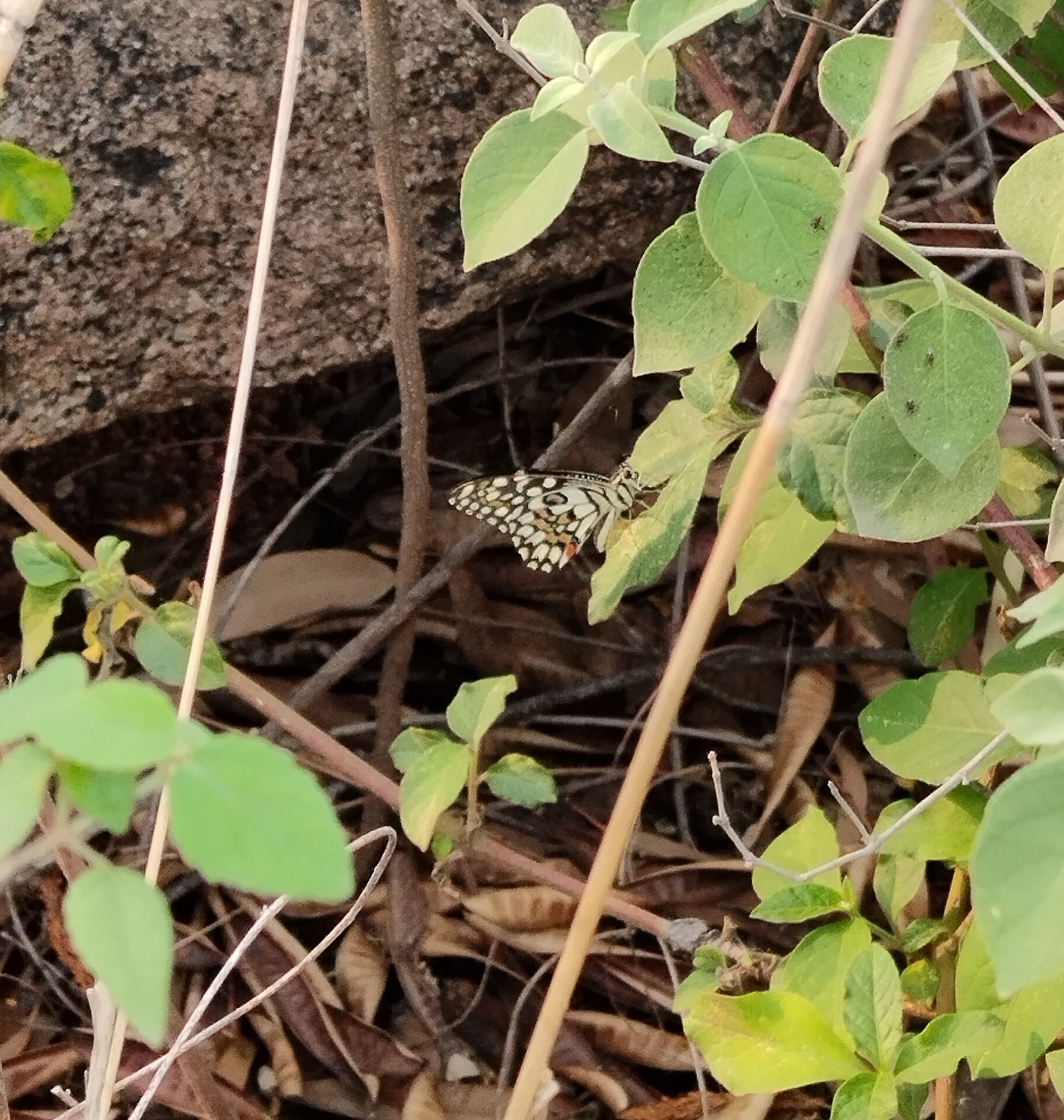 Lime Swallowtail