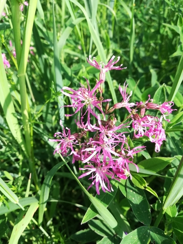 ragged-robin