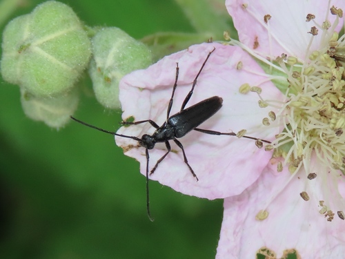 small black longhorn beetle, Rheden, Nederland, photo 6 of 10