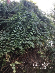 Magnoliopsida