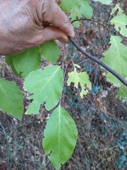 Styrax
