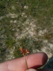 Rhynchospora chapmanii