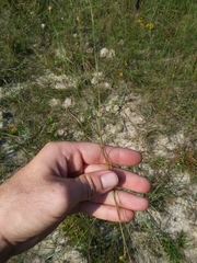 Rhynchospora chapmanii