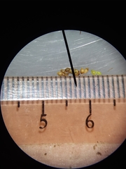 Rhynchospora chapmanii