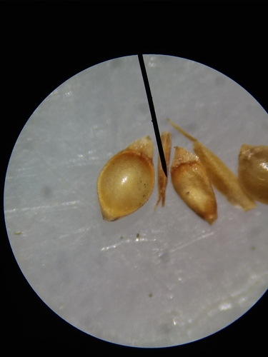 Image of Rhynchospora chapmanii by (c) Will McFarland, some rights reserved (CC BY)