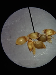 Rhynchospora chapmanii