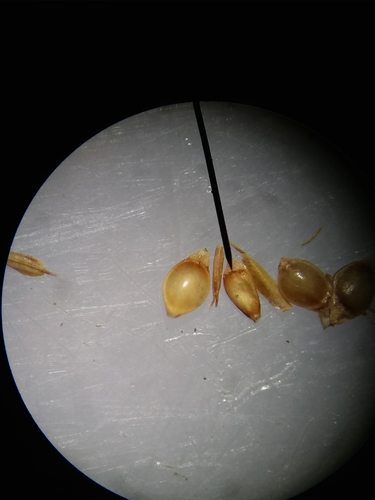 Image of Rhynchospora chapmanii by (c) Will McFarland, some rights reserved (CC BY)