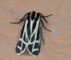 Apantesis carlotta