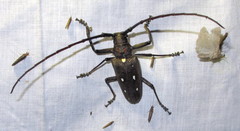 Batocera rubus