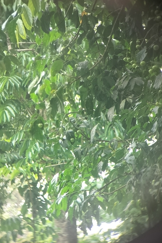 Dalrympelea pomifera observed 2025-06-10
