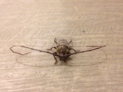 Deretrachys juvencus