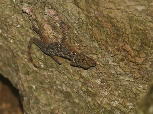 Sai Yok Rock Gecko, Cnemaspis enneaporus
