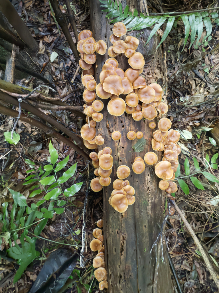 Galerina patagonica · June 2025 · photo: © jeremy_rolfe (iNaturalist, cc-by)