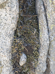 Selaginella watsonii