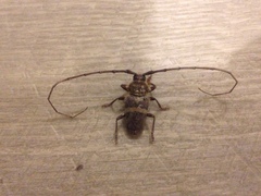 Deretrachys juvencus