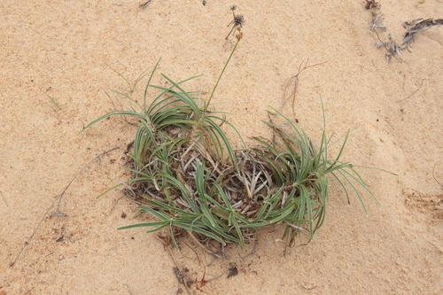 Fimbristylis sericea iNat (3)