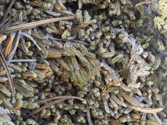 Selaginella watsonii