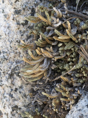 Selaginella watsonii