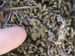 Selaginella watsonii