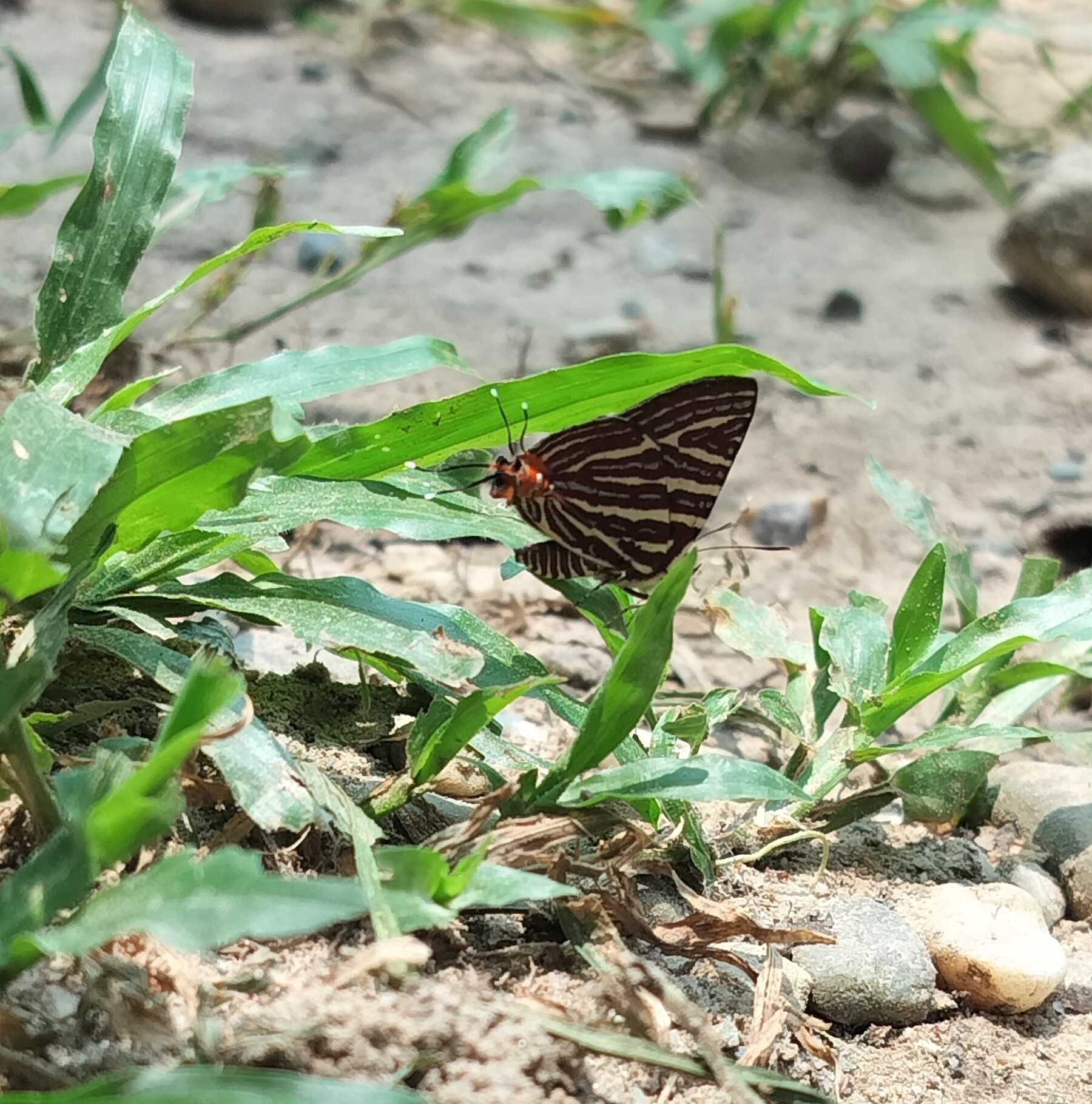 Long-Banded Silverline