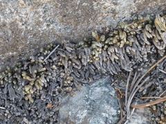 Selaginella watsonii