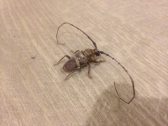 Deretrachys juvencus