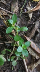 Gratiola virginiana