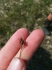 Rhynchospora baldwinii