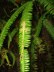 Anolis bahorucoensis