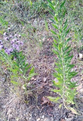 Liatris squarrulosa