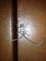 Deretrachys juvencus