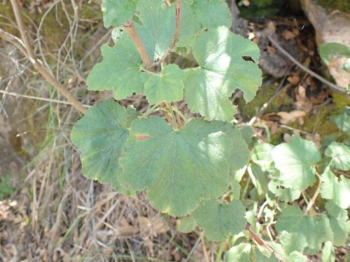 Moreno currant (Ribes canthariforme)