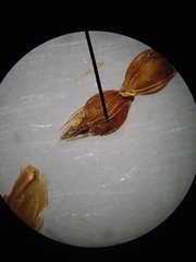 Rhynchospora baldwinii
