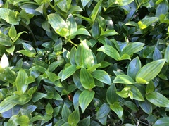 Tradescantia fluminensis