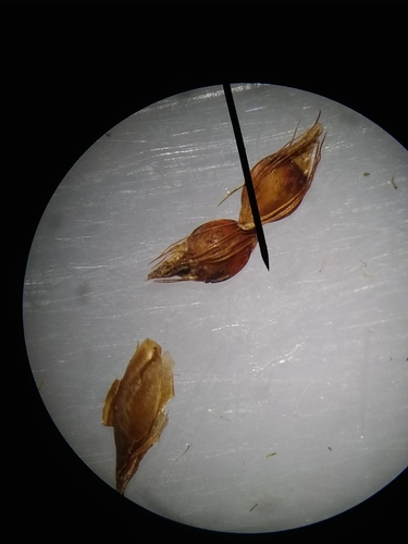 Image of Rhynchospora baldwinii by (c) Will McFarland, some rights reserved (CC BY)