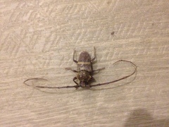 Deretrachys juvencus