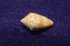 Conus ventricosus