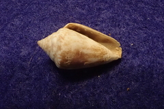 Conus ventricosus