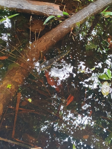 African snakehead (Parachanna africana) — Channidae