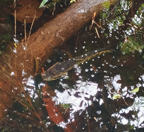 African snakehead (Parachanna africana) — Channidae — 2