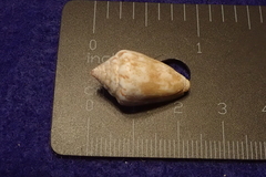 Conus ventricosus