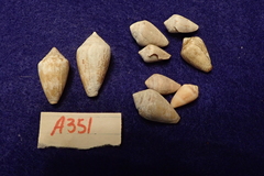 Conus ventricosus