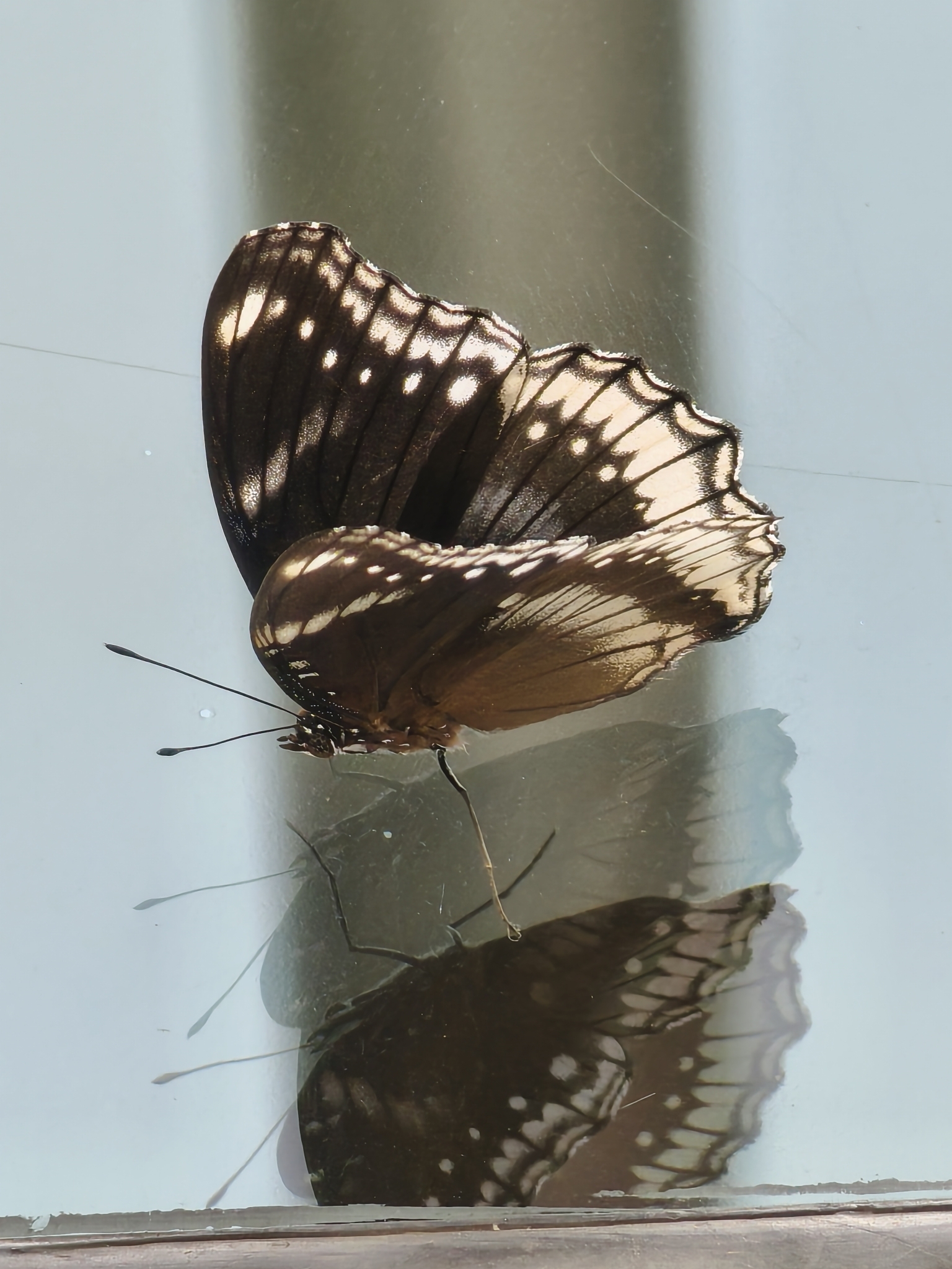 Great Eggfly