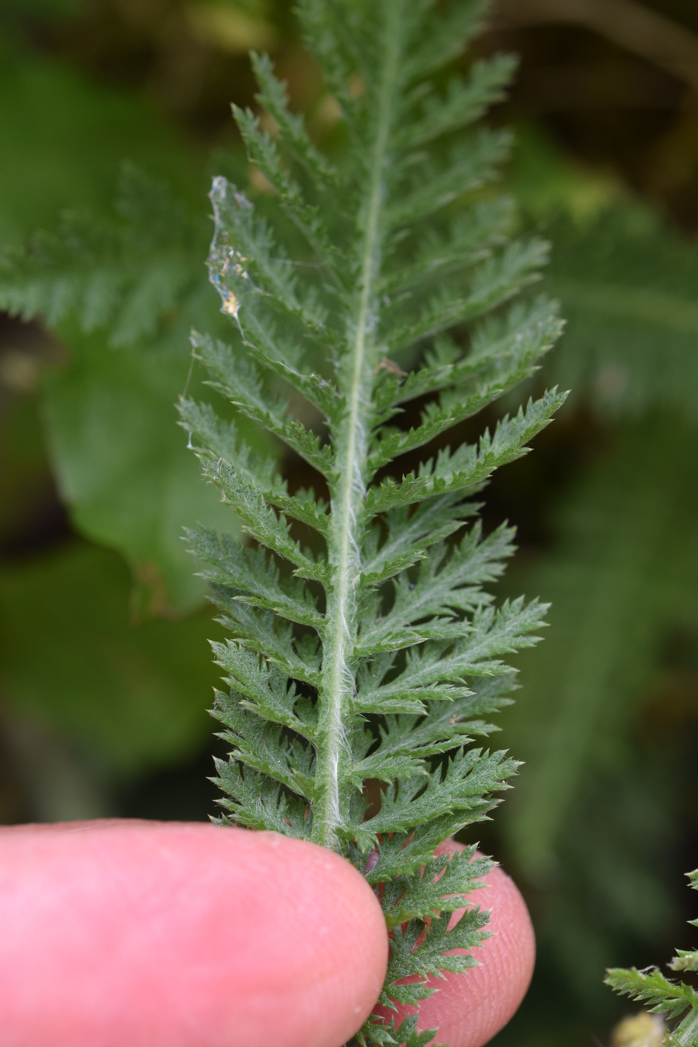 Fern-leaved yarrow